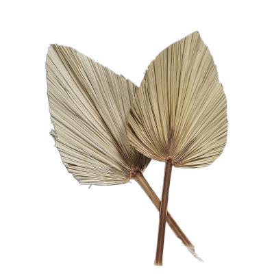 China Events Decoration Dried Palmettes Dried Palm Fans Gypsy Dried Palm Spears To Wedding Home Office Decoration for sale