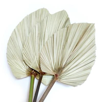 China Natural Palm Leaves Colorful Dry Palm Leaves Decorations For Wall Decoration Home Decor for sale