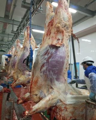 China POULTRY Islam Style Halal Cattle Slaughter Cattle Slaughtering Equipment Butchery Machinery for sale