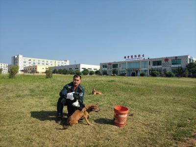 China Nichtgewebtes Gewebe Daumen-Form-Hundekörper-Gummihandschuh-großes Perlen-Dot Germanys TRUTZSCHLER Spunlace zu verkaufen