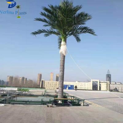 China China Environmental Friendly Wholesale Outdoor Giant Decorative Fiberglass Coconut Palm Tree for sale