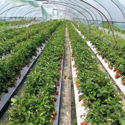 China Eco-friendly Factory Wholesale Best Price Shading Nets For Strawberry Planting for sale