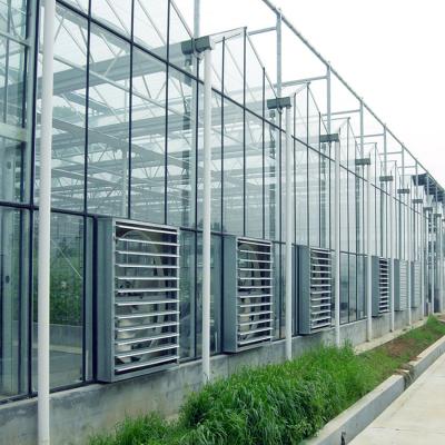 China Venlo Skyplant Commerccial Venlo Glass Multi Span Type L Greenhouses for sale