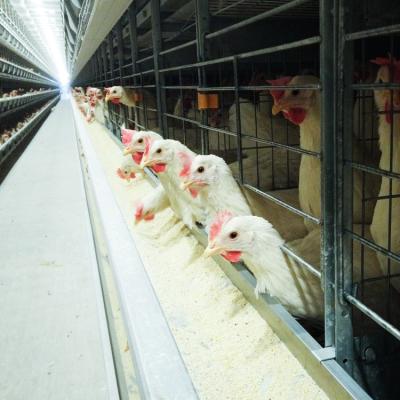 China Full Automatic Automatic Type H Type Battery Poultry Chicken Layer 3 Tiers 4 Tiers Chicken Cage A Type Cage for sale