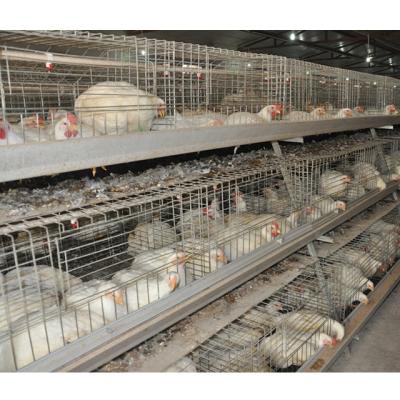 China Global Sale A Type of Farms Beoiler Chicken Cage 3-4 Tiers Poultry Farm Equipment Good Price of Broiler Chicken Farm for sale