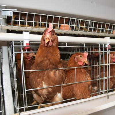 China Cultivate 2020 New Design Layer Broiler Good Quality Battery Cage For Poultry Farm With Automatic System In Africa for sale