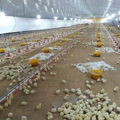 China Best Price Corrosion Resistant Floor Raising Broiler System Meat Chicken Deep Trash System for sale