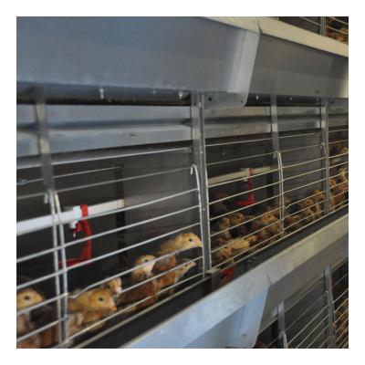 China Full Automatic Chicken Breeding Cage for Raising Baby Chicks for sale