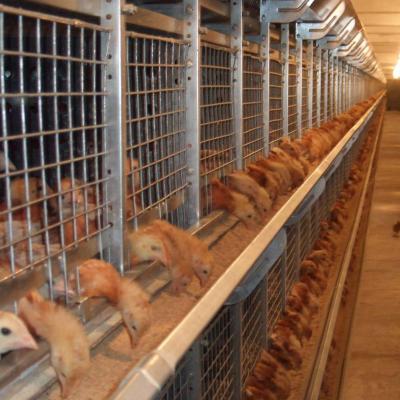 China Good Quality Full Automatic Pullet Chicken Equipment H Type Fully Automatic Cage for sale