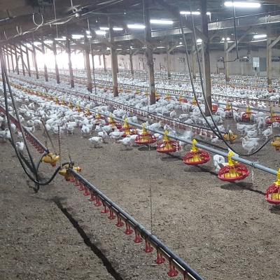 China Corrosion Resistant Commercial Deep Broiler Chicken Garbage System With Automatic Heating System 30000 Birds / House for sale