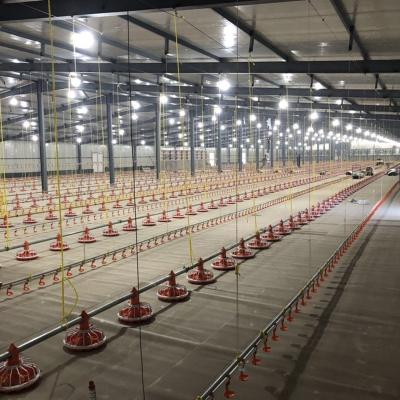 China Broiler Poultry Farm Floor Raising System Corrosion Resistant Hold 30000 Birds In House for sale