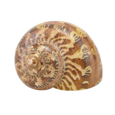 China China Wholesale 4~6cm Snail Conch Shell Specimen Collection Natural Handicraft Ancient Ornament Decoration for sale