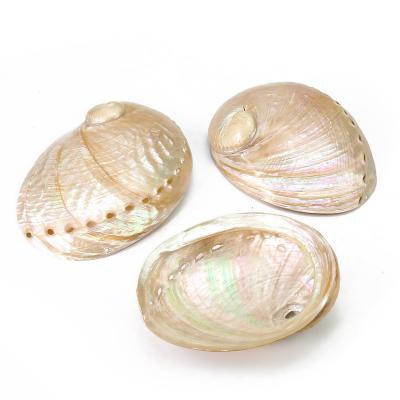 China China 12 - 14cm Polished White Natural Abalone Shell For Home Decor DIY Natural Shell Soap Box Crafts for sale