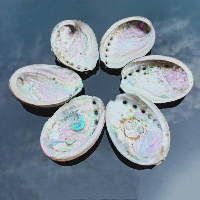 China DIY Jewelry Wholesale 8-10cm Natural Abalone Shell Aquarium Landscape Ornament Furniture Decoration Soap Dish Witchcraft Supplies for sale