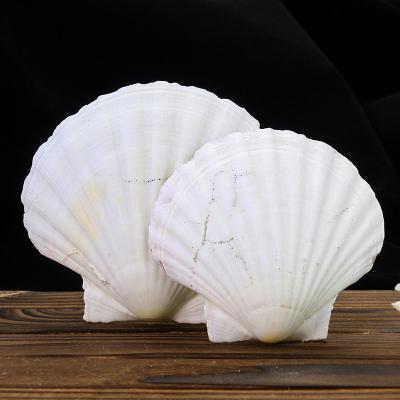 China Decorative White Natural Shell Aquarium Ornament Wedding Party Decoration Jewelry Display Tray Scallop Pendants 9-12cm for sale