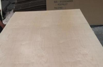 China Álamo de la madera contrachapada del abedul blanco/tipo revestidos ULTRAVIOLETA de la base del eucalipto grueso de 2,5 - de 20m m en venta