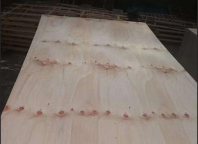 China Commercial Knotty Pine Plywood 2 Time Hot Press Premium Quality FSC Approved for sale