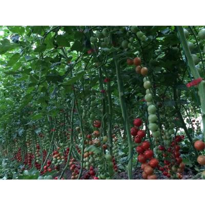 China IGreen Garden The Ultimate Home Hydroponic Growing Solution Shoulder Height 1.8-2.5m for sale