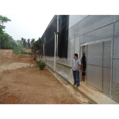 China Single-Span Agricultural Greenhouses for Thailand and Africa No Roof Vent from IGreen for sale