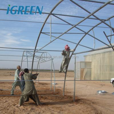 China Greenhouse for Flowers and Vegetables IGreen Poly Film Tunnel Single-Span Greenhouse for sale