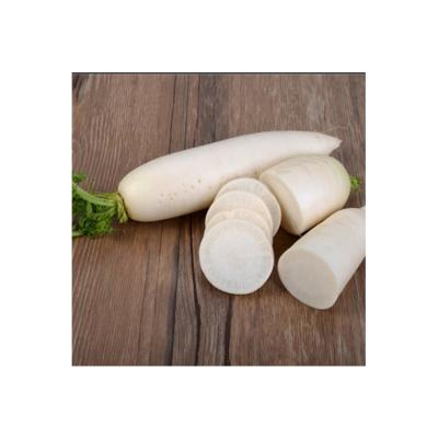 China Fresh Sweet White Radish Bulk Supply China Green Agricultural Products for sale