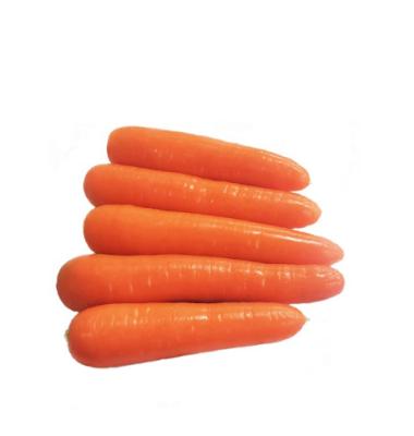 China Fresh Chinese fresh carrot S M L new 2L 3L Shandong culture Qingdao port for sale