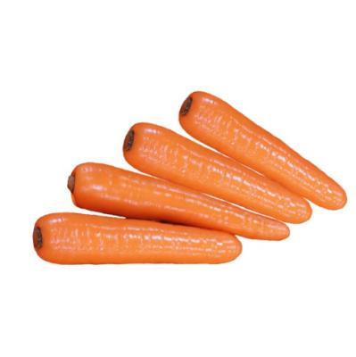 China High Vitamin Carrot Fresh Organic Carrots In Carton S M L Professional Export Fresh Carrot for sale