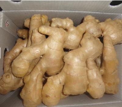 China Dried Ginger Fresh Dried Ginger Assurance Fresh Ginger High Quality Commercial Wholesale Price for sale