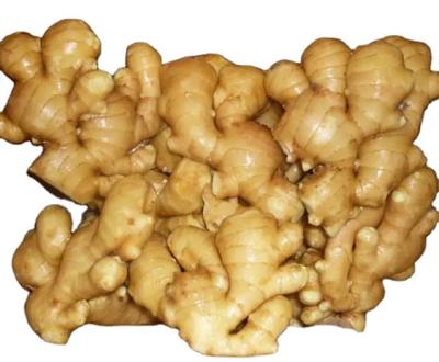 China New Wholesale Cheap Price High Quality Chinese Fresh Cultured Fresh Ginger Mesh 20kg Bag Ginger Fresh Ginger for sale