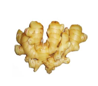 China Newest culture best quality chinese professional anqiu fresh ginger fresh ginger ginger export fresh ginger for sale