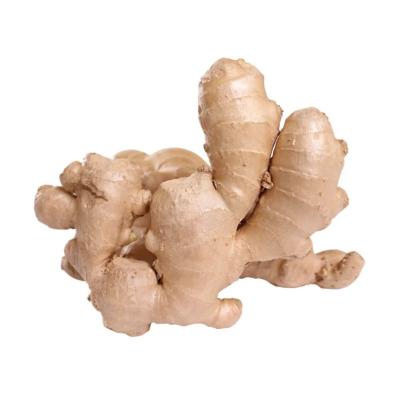 China Chinese high quality fresh vegetable ginger buyer new fresh hot sale fresh cultivation and garlic export wholesale for sale