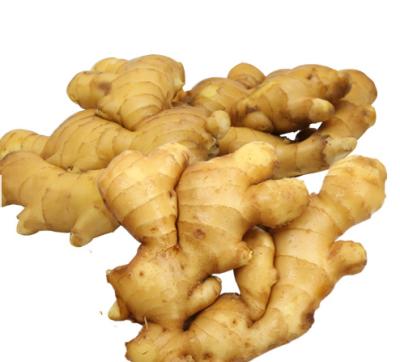 China Best Quality Anqiu Fresh Fresh Ginger Ginger In Carton Professional Export Fresh Ginger For Wholesale for sale