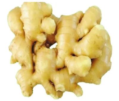 China Newest culture best quality chinese professional anqiu fresh ginger fresh ginger ginger export fresh ginger for sale