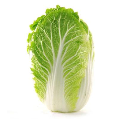 China Chinese fresh direct wholesale large season fresh Chinese cabbage standard new for sale