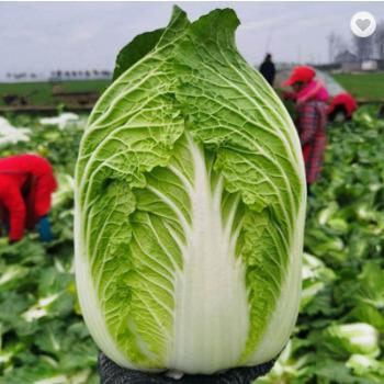 China 2022 Healthy Food Shandong Natural High Quality Fresh Chinese Cabbage for sale