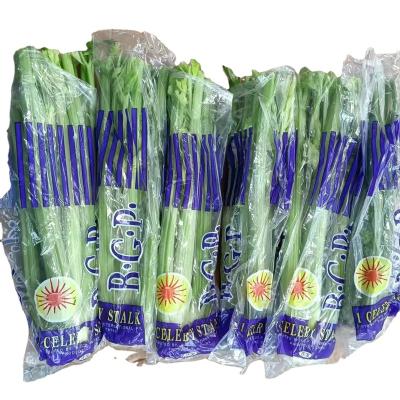 China New 2022 Chinese fresh fresh celery crop export to Malaysia, UAE, Singapore, Canada with best price for sale