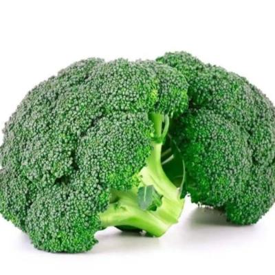 China 2022 Fresh Season Shandong Xiamen New Origin Chinese Fresh Broccoli (Export Standard) for sale