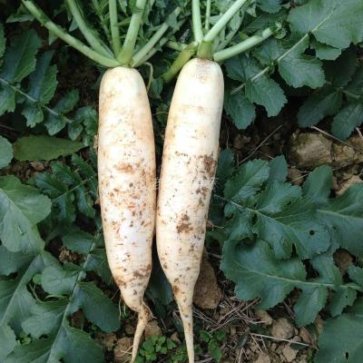 China 2022 Fresh Chinese Fresh White Radish Manufacturing Shandong Xiamen Direct Cultivation New High Quality for sale