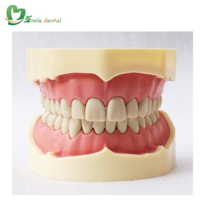 China Medical School Treatment Jaw Prosthetic Model Dental Training Typodont Model Tooth Teaching Screw Fix Teeth for sale