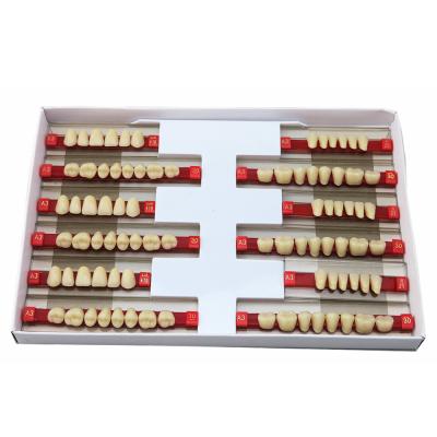 China Dental Area Acrylic Resin Denture Two Layer 39.7HD False Teeth for sale