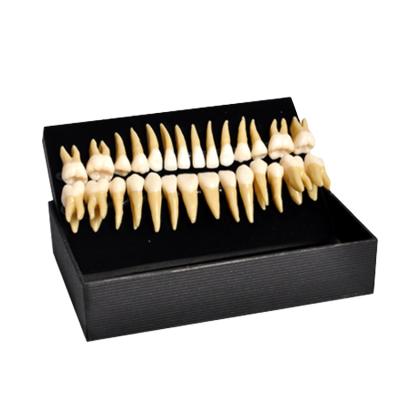 China New Realism Communication Dentist Products Lasting Tooth Models Odontologia Permanent Teeth Model Double-color for sale