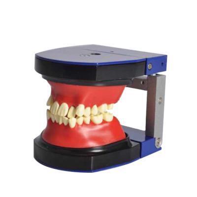 China Dental Regional Tooth Teeth Forming Typodont Orthodontic Model for sale