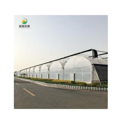 China Vegetable Growing Greenhouse Wish Mesh Table Planting Multi-Span Film Greenhouses For Sale for sale