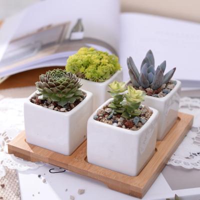 China Corrosion Resistance Interior Ministry Small Succulent Planter Ceramic Flower Potted Plant Pots Set With Saucer for sale