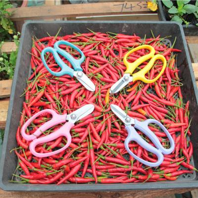 China Light Household Colorful Plant Branch Pruning Tools Stainless Steel Garden Flower Trimming Cutting Scissors for sale