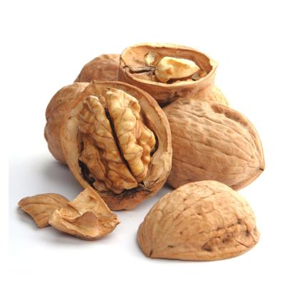 China Supplier of dry gold in shell nut nut in shell turkey for sale