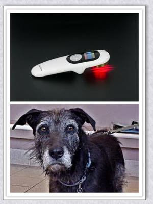 China Duela la terapia libre del laser de la terapia del laser de la luz para los perros terapia physcial baja del laser o del animal doméstico en venta