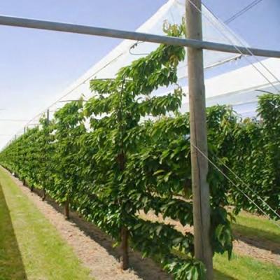 China 200 Micron Moisture Proof Agricultural Anti Ultraviolet Plastic Garden Skyplant Greenhouse Plastic Film for sale