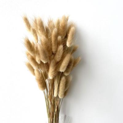 China Fashional Gift Promotion Decorating Dried Dark Brown Lagurus Craft Rabbit Preserved Flowers Bunny Tail for sale