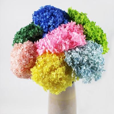 China Free Sample Colorful Natural Hydrangea Durable Dried Hydrangea Preserved To Wedding Decor for sale